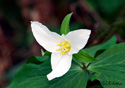 Trillium ovatum